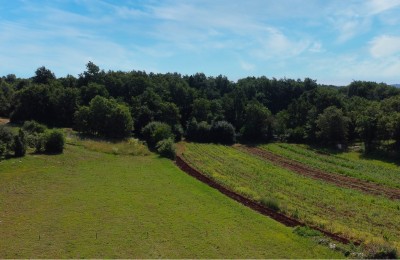 Tinjan, okolica, zemljište u istarskom selu okruženo zelenilom! 5
