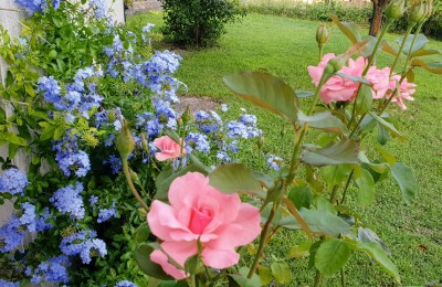 House with a beautiful yard in a quiet location in the center of Istria 17