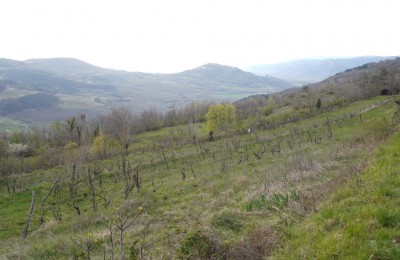 Motovun, okolica, zemljišče s pogledom na Motovun! 5