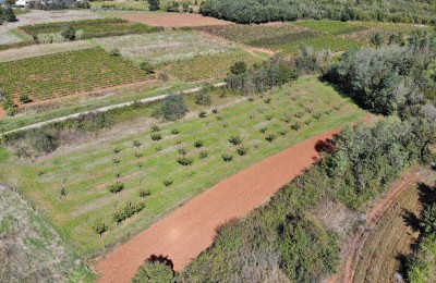 Istria, Vižinada - Land with construction and agricultural part 4