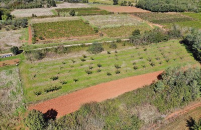 Istria, Vižinada - Land with construction and agricultural part 1